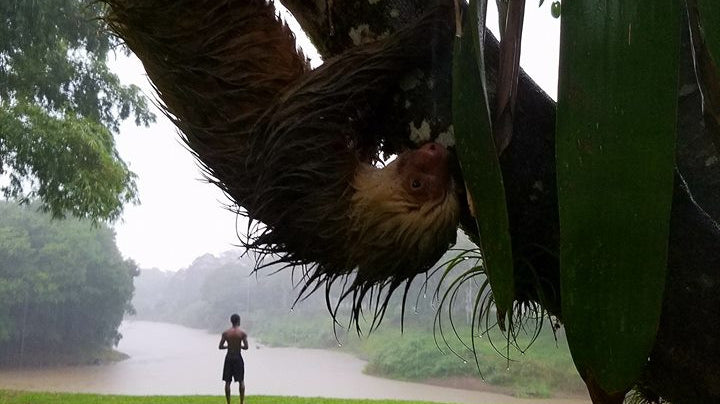 Iguanas, Sloths, and Frisbee, Oh My! Recap on the 2016 Volcanic Tournament