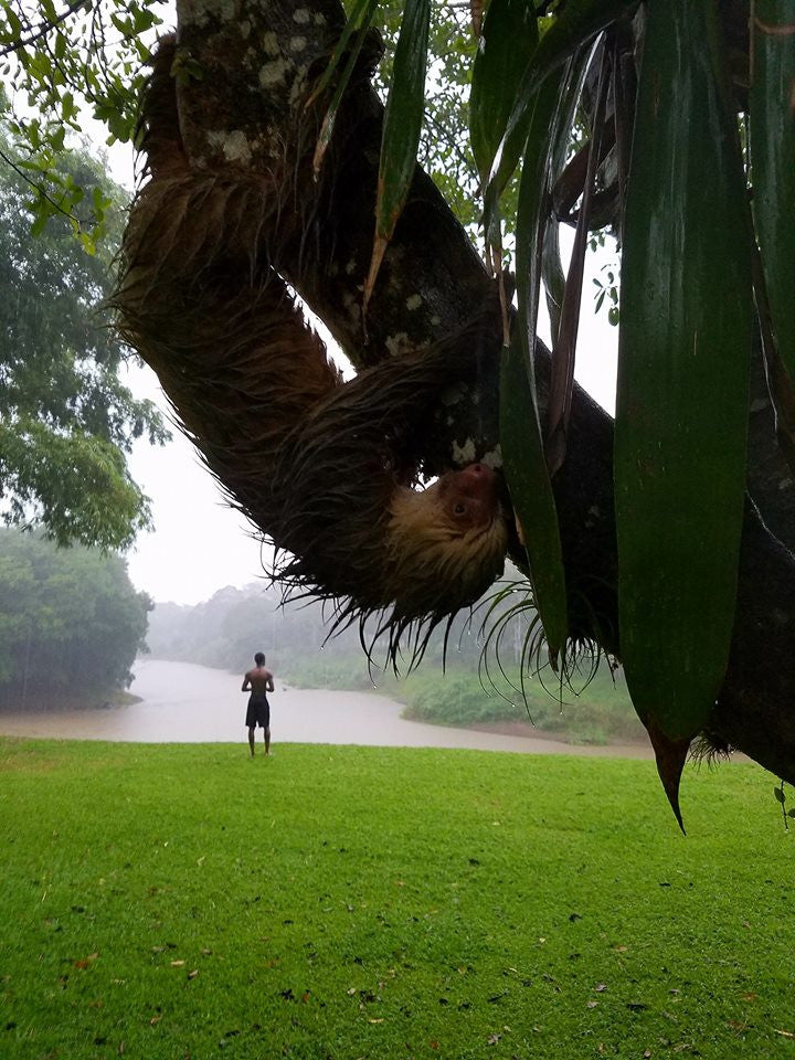 Iguanas, Sloths, and Frisbee, Oh My! Recap on the 2016 Volcanic Tournament